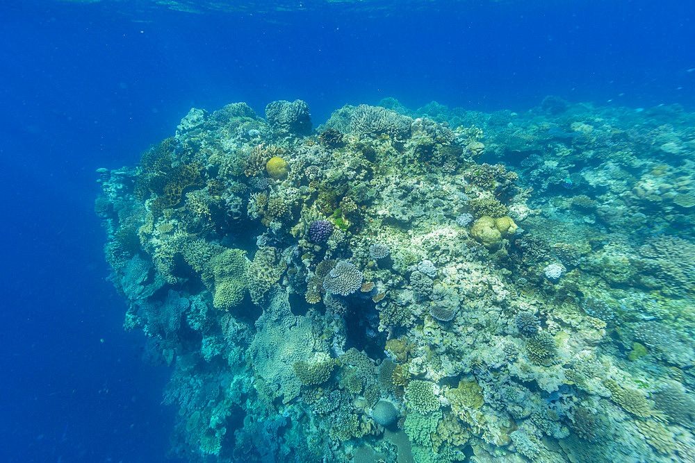 A myriad of hard and soft corals, as well as tropical reef fish on the healthy reef near Volivoli Resort on Viti Levu, Fiji, South Pacific, Pacific