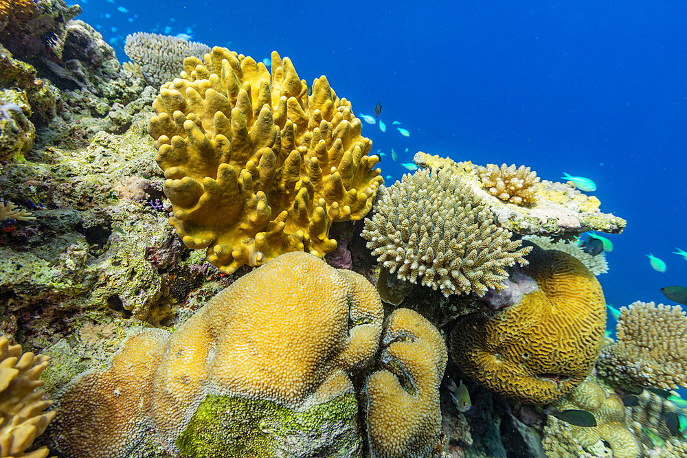 A myriad of hard and soft corals, as well as tropical reef fish on the healthy reef near Volivoli Resort on Viti Levu, Fiji, South Pacific, Pacific