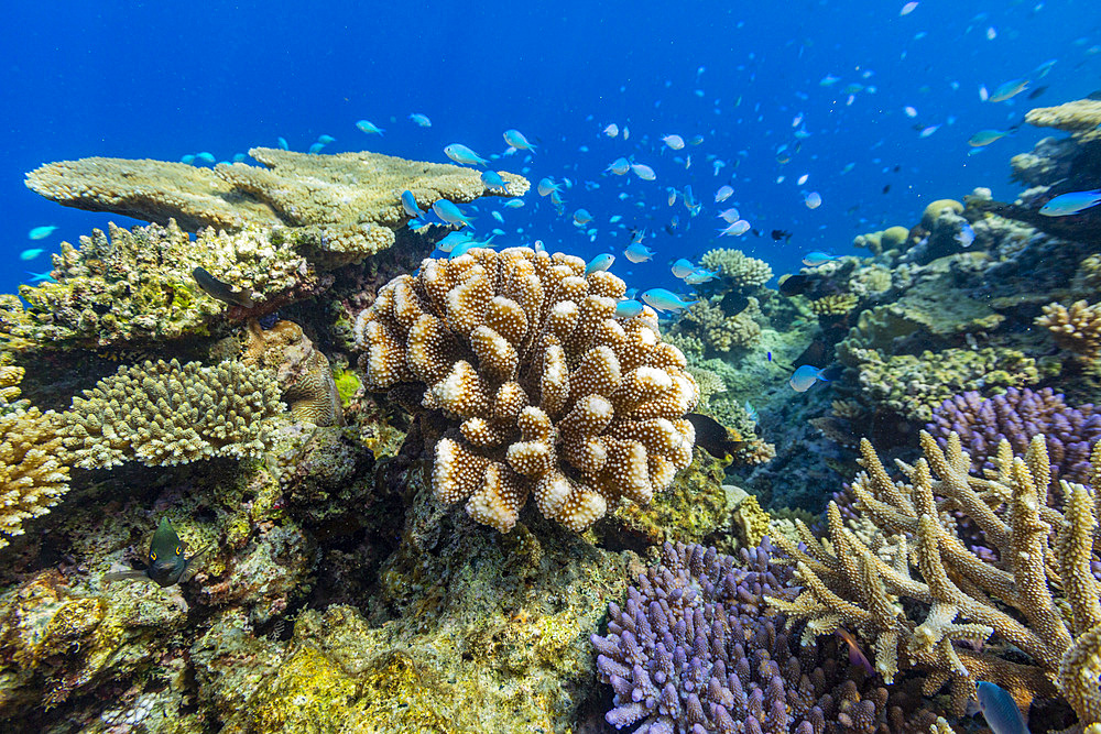 A myriad of hard and soft corals, as well as tropical reef fish on the healthy reef near Volivoli Resort on Viti Levu, Fiji, South Pacific, Pacific