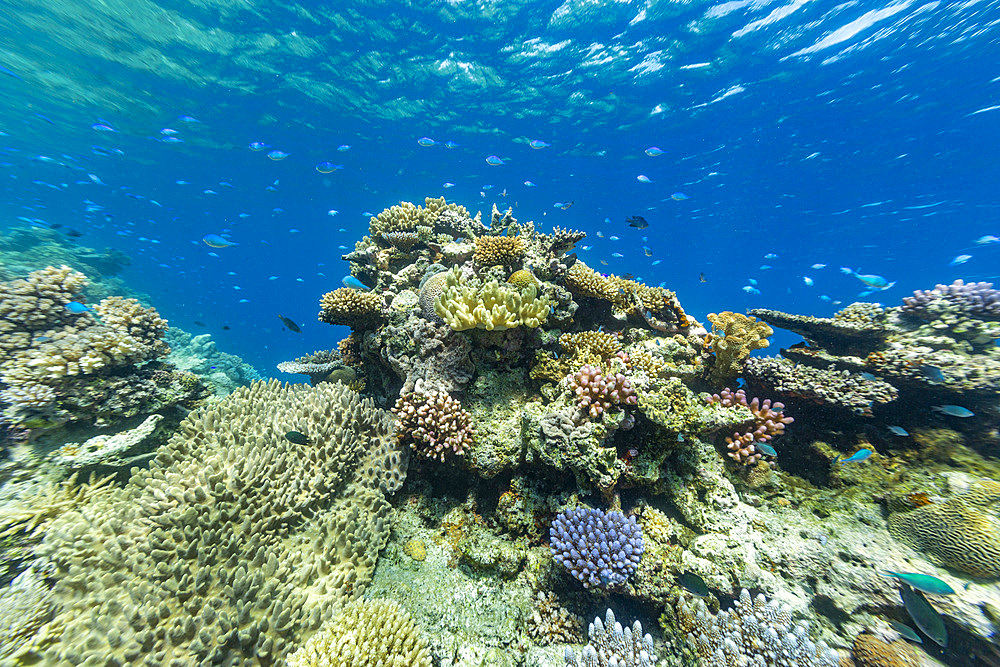 A myriad of hard and soft corals, as well as tropical reef fish on the healthy reef near Volivoli Resort on Viti Levu, Fiji, South Pacific, Pacific