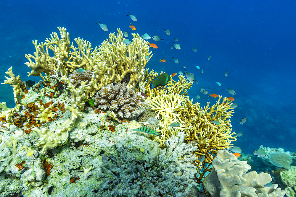 A myriad of hard and soft corals, as well as tropical reef fish on the healthy reef near Volivoli Resort on Viti Levu, Fiji, South Pacific, Pacific