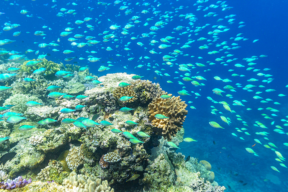 A myriad of hard and soft corals, as well as tropical reef fish on the healthy reef near Volivoli Resort on Viti Levu, Fiji.