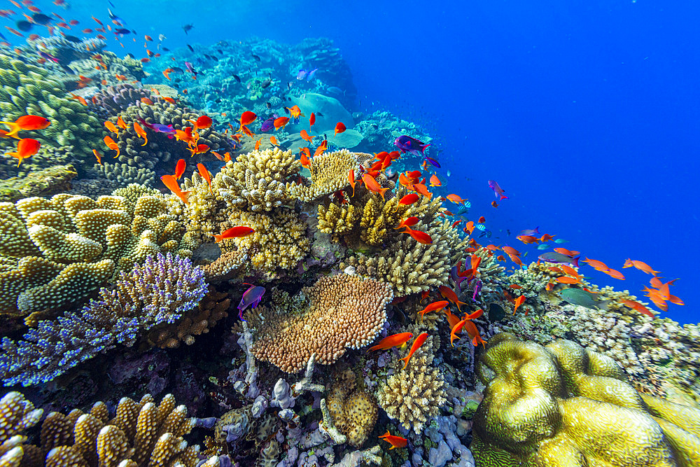 A myriad of hard and soft corals, as well as tropical reef fish at Vatu-I-Ra Conservation Park on Viti Levu, Fiji, South Pacific, Pacific