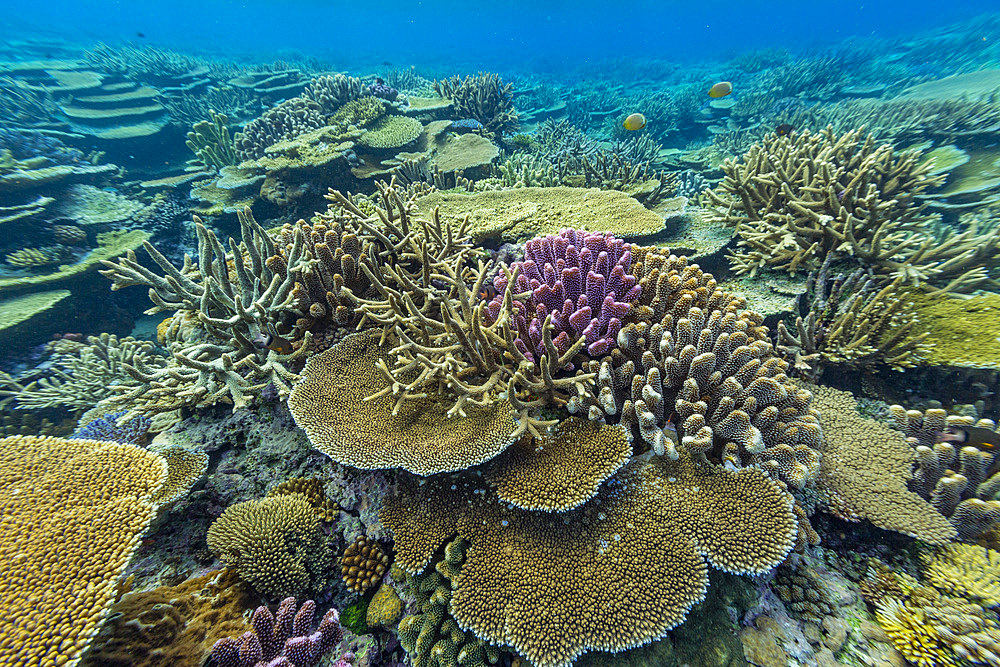 A myriad of hard and soft corals, as well as tropical reef fish at Vatu-I-Ra Conservation Park on Viti Levu, Fiji.