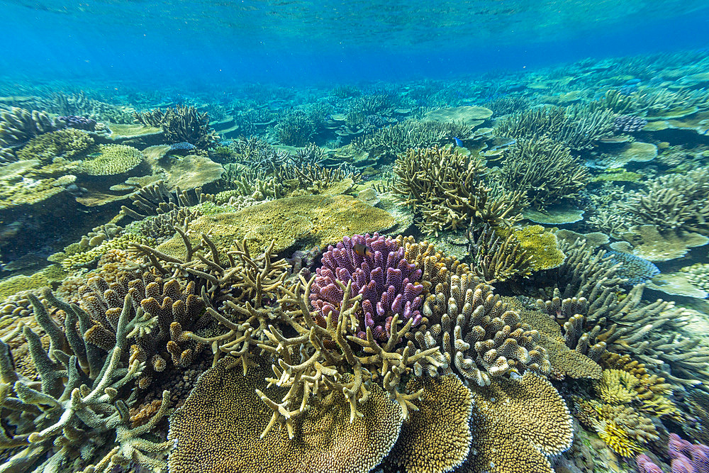 A myriad of hard and soft corals at Vatu-I-Ra Conservation Park on Viti Levu, Fiji, South Pacific, Pacific