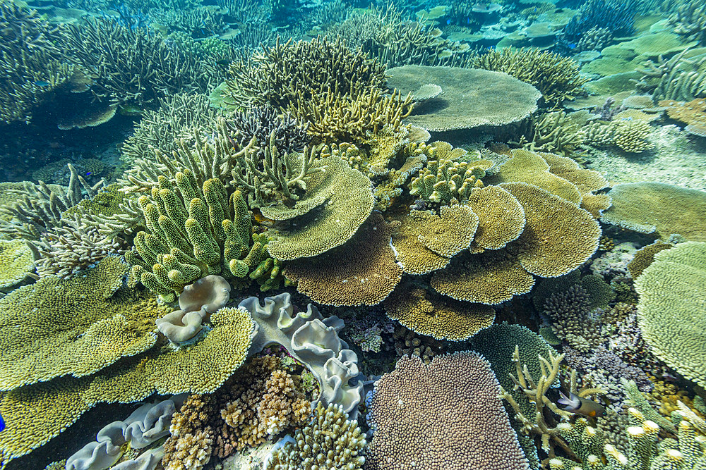 A myriad of hard and soft corals at Vatu-I-Ra Conservation Park on Viti Levu, Fiji, South Pacific, Pacific