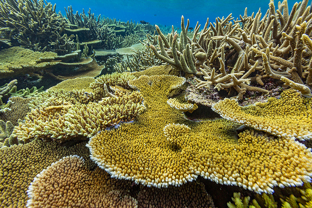 A myriad of hard and soft corals, as well as tropical reef fish at Vatu-I-Ra Conservation Park on Viti Levu, Fiji.