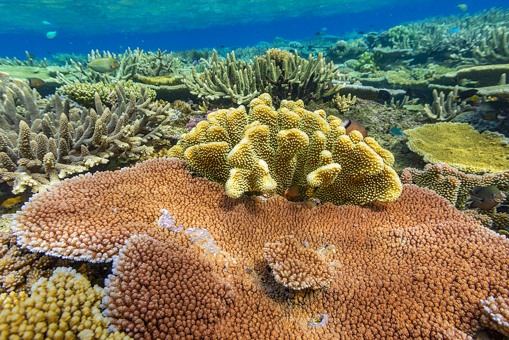 A myriad of hard and soft corals, as well as tropical reef fish at Vatu-I-Ra Conservation Park on Viti Levu, Fiji, South Pacific, Pacific