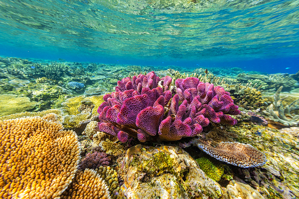 A myriad of hard and soft corals at Vatu-I-Ra Conservation Park on Viti Levu, Fiji, South Pacific, Pacific