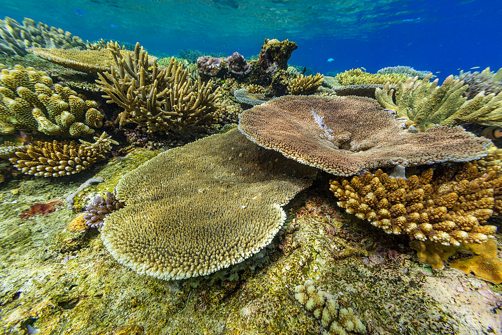 A myriad of hard and soft corals, as well as tropical reef fish at Vatu-I-Ra Conservation Park on Viti Levu, Fiji.