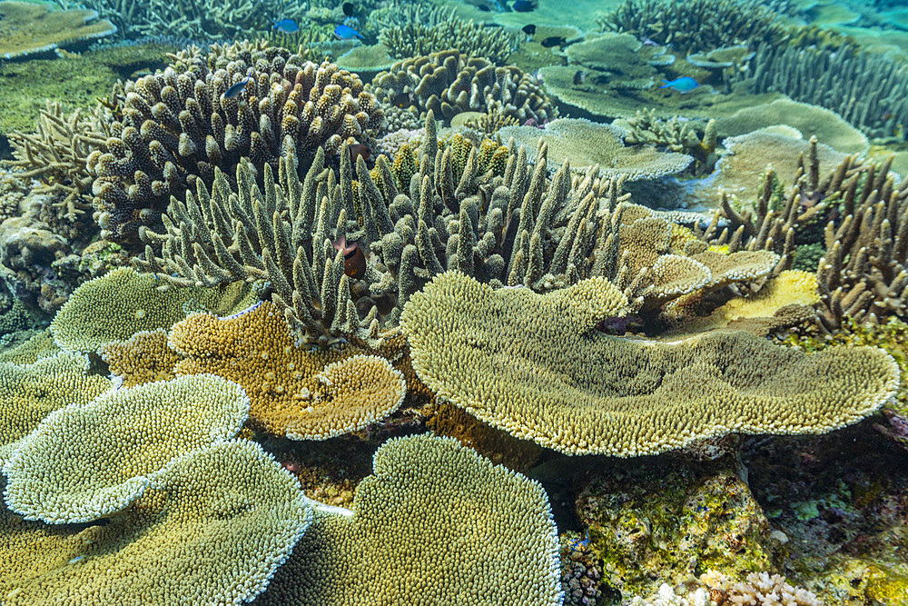 A myriad of hard and soft corals, as well as tropical reef fish at Vatu-I-Ra Conservation Park on Viti Levu, Fiji.