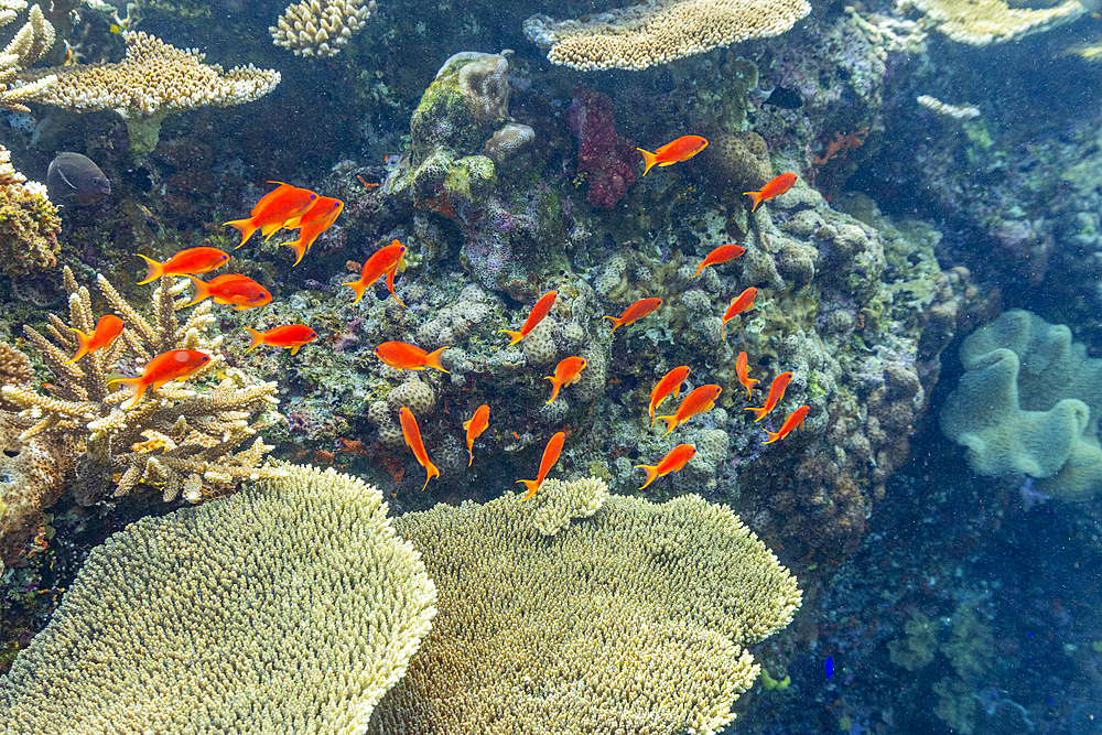 A myriad of hard and soft corals, as well as tropical reef fish at Vatu-I-Ra Conservation Park on Viti Levu, Fiji, South Pacific, Pacific