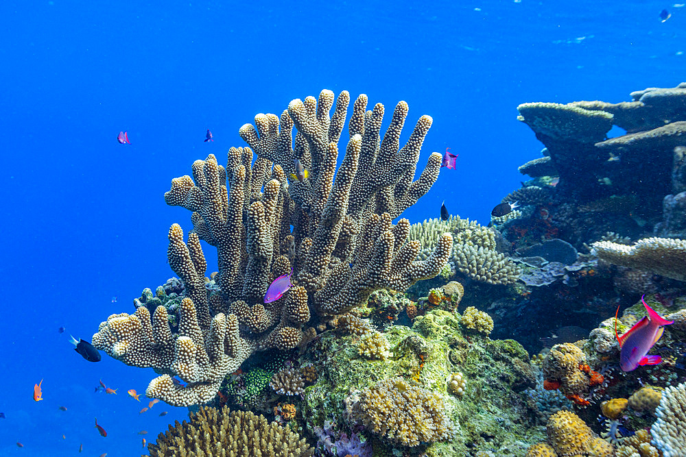 A myriad of hard and soft corals, as well as tropical reef fish at Vatu-I-Ra Conservation Park on Viti Levu, Fiji, South Pacific, Pacific