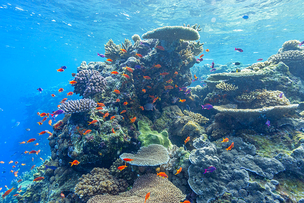 A myriad of hard and soft corals, as well as tropical reef fish at Vatu-I-Ra Conservation Park on Viti Levu, Fiji.