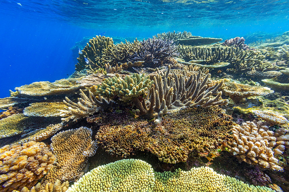 A myriad of hard and soft corals at Vatu-I-Ra Conservation Park on Viti Levu, Fiji, South Pacific, Pacific