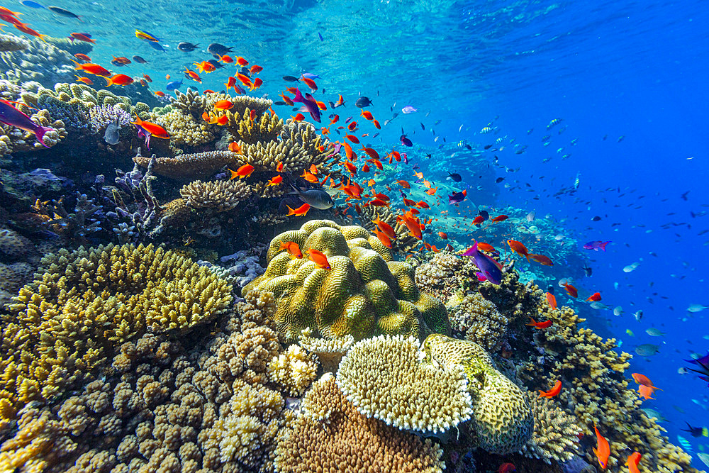 A myriad of hard and soft corals, as well as tropical reef fish at Vatu-I-Ra Conservation Park on Viti Levu, Fiji, South Pacific, Pacific