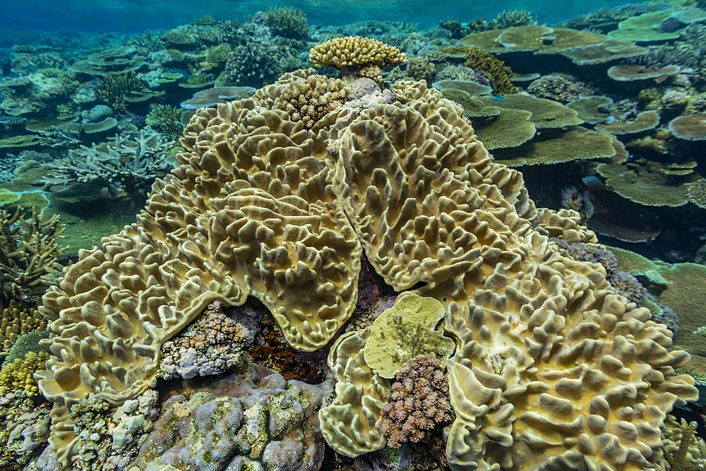 A myriad of hard and soft corals at Vatu-I-Ra Conservation Park on Viti Levu, Fiji, South Pacific, Pacific