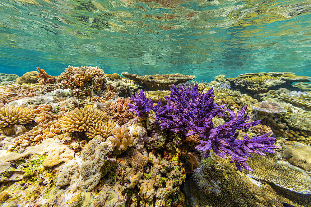 A myriad of hard and soft corals at Vatu-I-Ra Conservation Park on Viti Levu, Fiji, South Pacific, Pacific