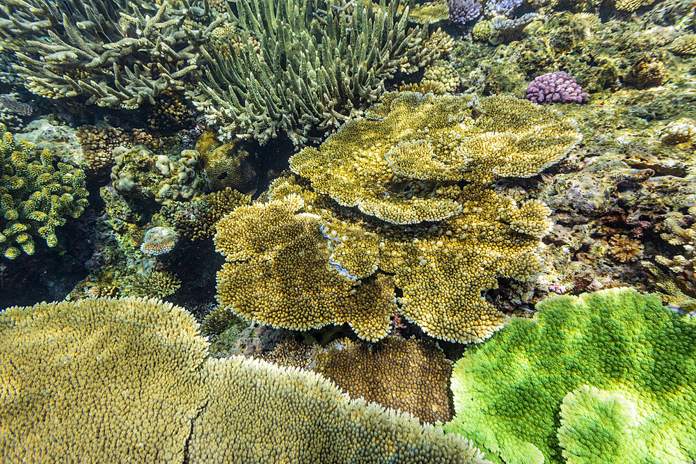 A myriad of hard and soft corals at Vatu-I-Ra Conservation Park on Viti Levu, Fiji, South Pacific, Pacific