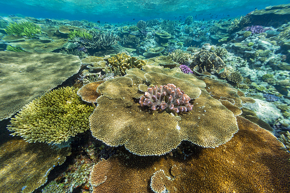 A myriad of hard and soft corals at Vatu-I-Ra Conservation Park on Viti Levu, Fiji, South Pacific, Pacific