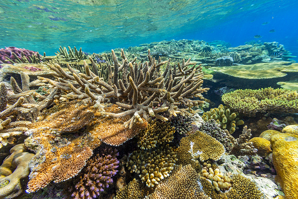 A myriad of hard and soft corals at Vatu-I-Ra Conservation Park on Viti Levu, Fiji, South Pacific, Pacific