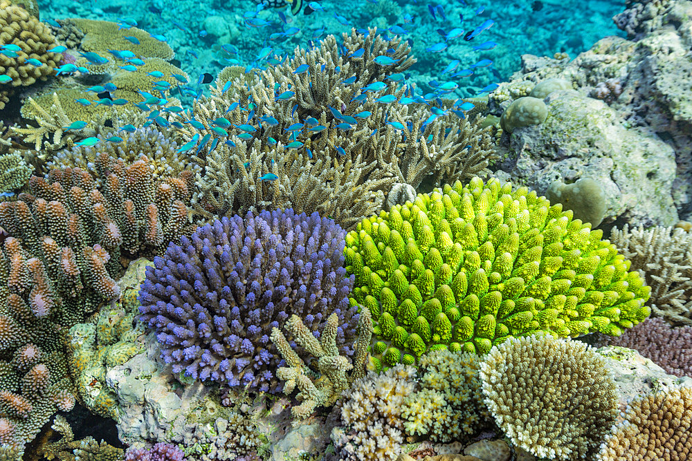 A myriad of hard and soft corals, as well as tropical reef fish at Vatu-I-Ra Conservation Park on Viti Levu, Fiji, South Pacific, Pacific