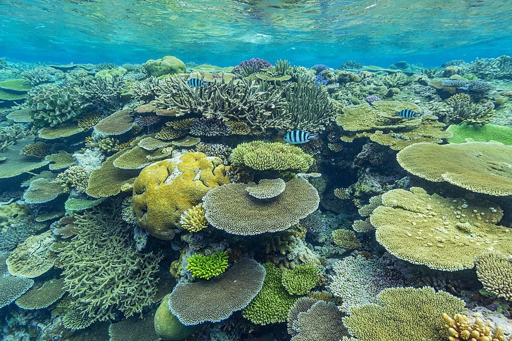 A myriad of hard and soft corals, as well as tropical reef fish at Vatu-I-Ra Conservation Park on Viti Levu, Fiji, South Pacific, Pacific