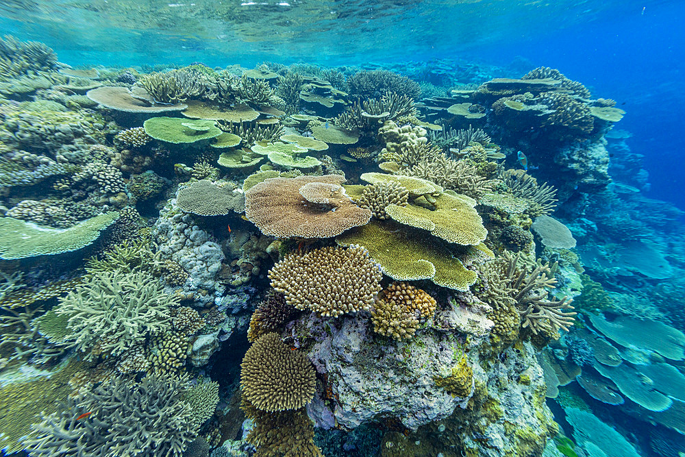 A myriad of hard and soft corals, as well as tropical reef fish at Vatu-I-Ra Conservation Park on Viti Levu, Fiji, South Pacific, Pacific