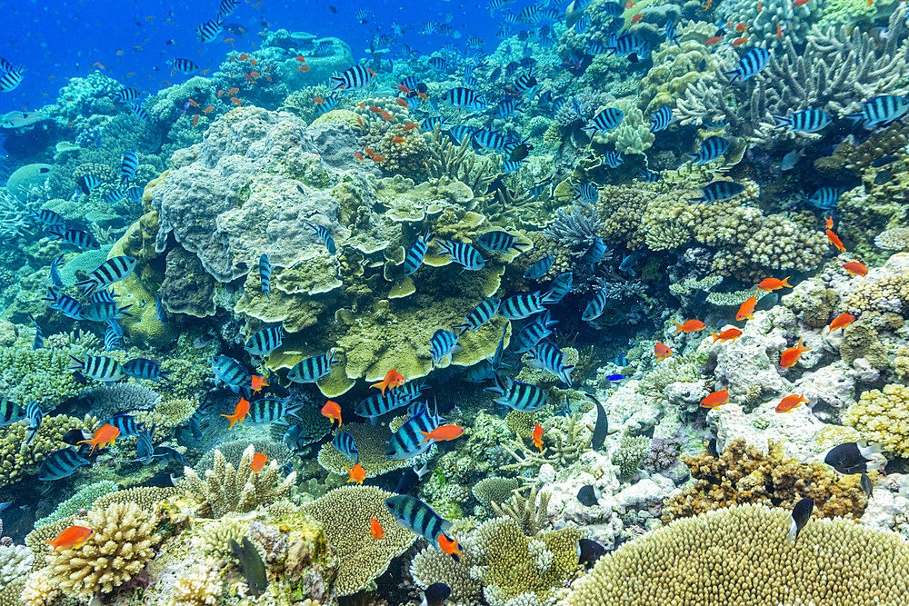 A myriad of hard and soft corals, as well as tropical reef fish at Vatu-I-Ra Conservation Park on Viti Levu, Fiji, South Pacific, Pacific