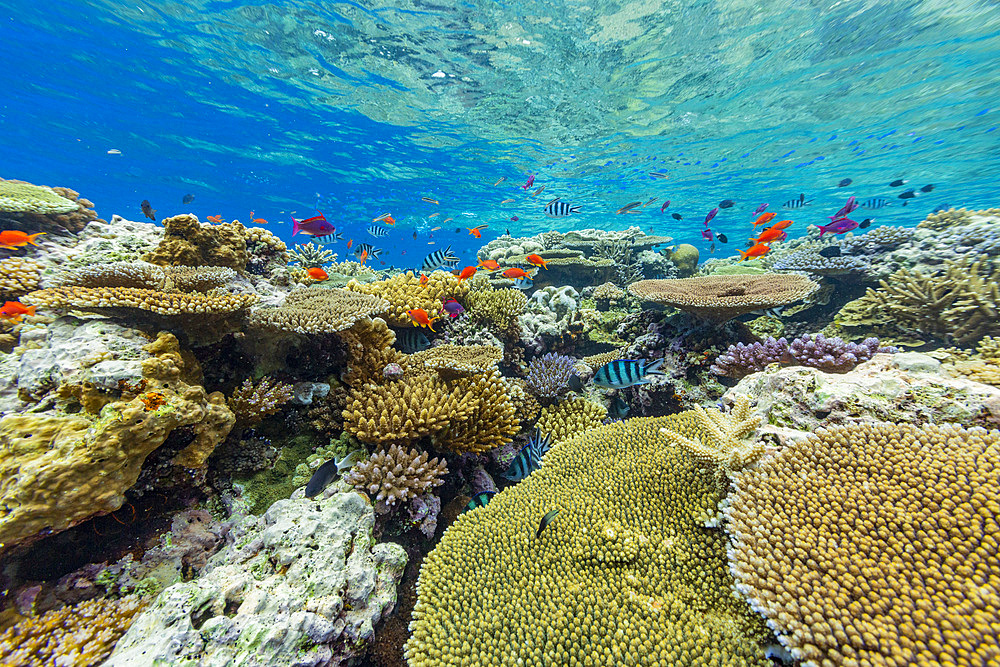 A myriad of hard and soft corals, as well as tropical reef fish at Vatu-I-Ra Conservation Park on Viti Levu, Fiji, South Pacific, Pacific