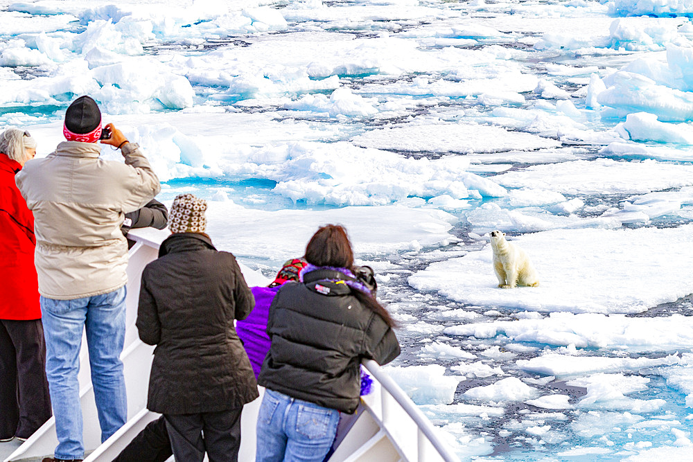 A curious young polar bear (Ursus maritimus) approaches the National Geographic Explorer in the Svalbard Archipelago, Norway.