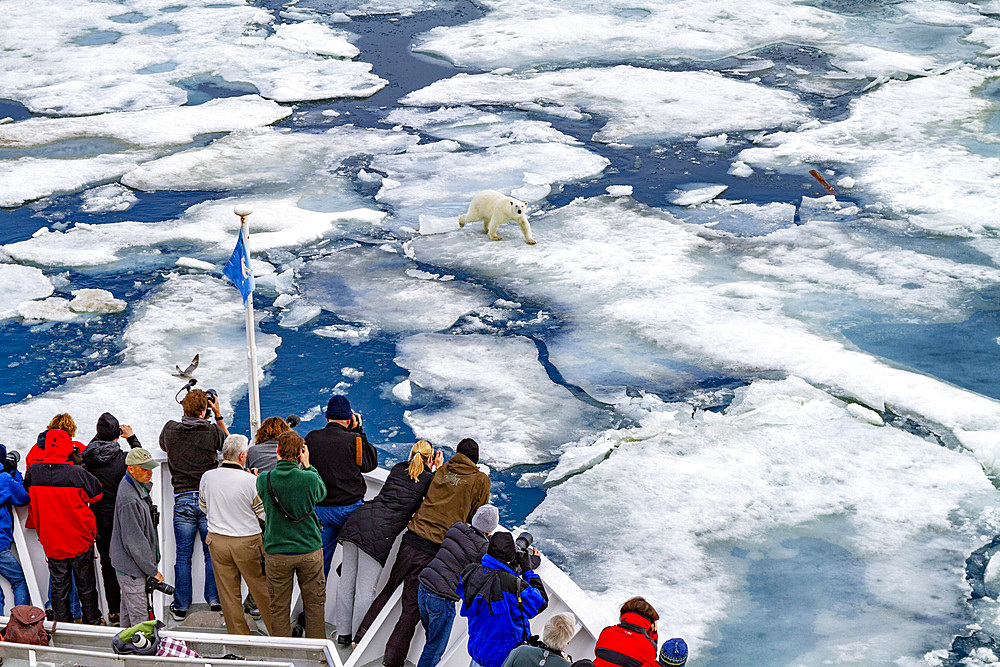 A curious young polar bear (Ursus maritimus) approaches the National Geographic Explorer in the Svalbard Archipelago, Norway, Arctic, Europe