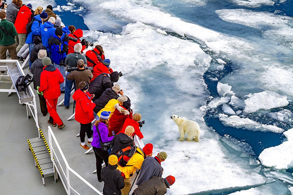 A curious young polar bear (Ursus maritimus) approaches the National Geographic Explorer in the Svalbard Archipelago, Norway, Arctic, Europe