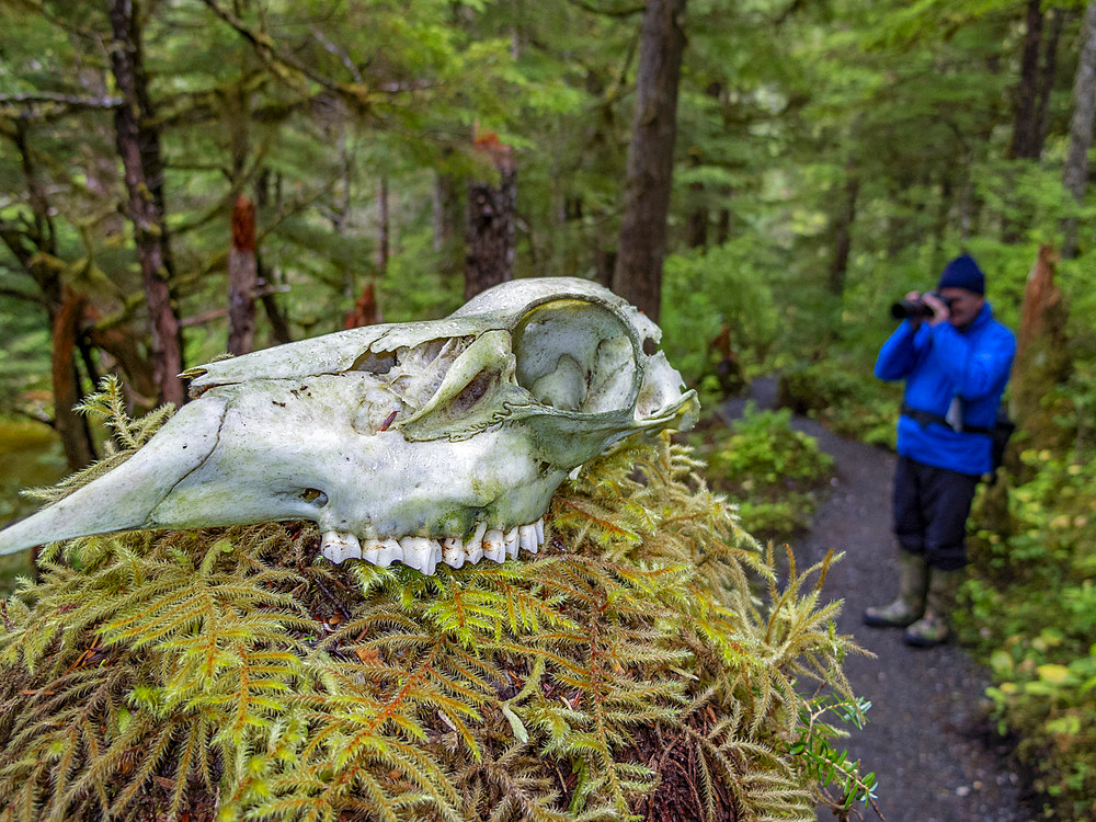 Guest from the Lindblad Expeditions ship National Geographic Sea Bird on path beside a skull in Southeast Alaska, United States of America, North America