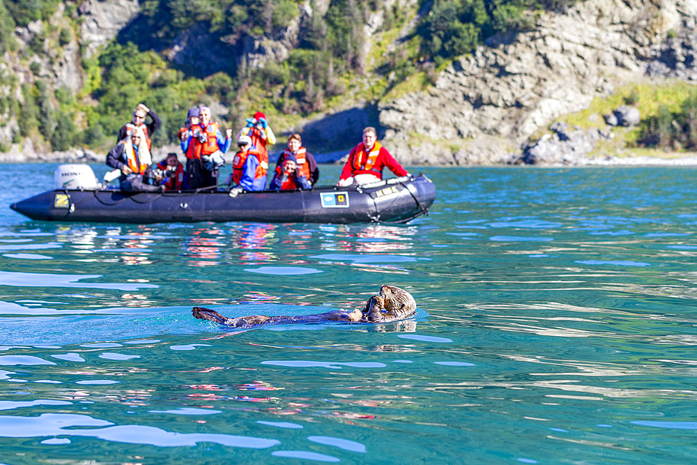 Guests from the Lindblad Expeditions ship National Geographic Sea Bird during Zodiac operations near a feeding sea otter in Southeast Alaska, USA.