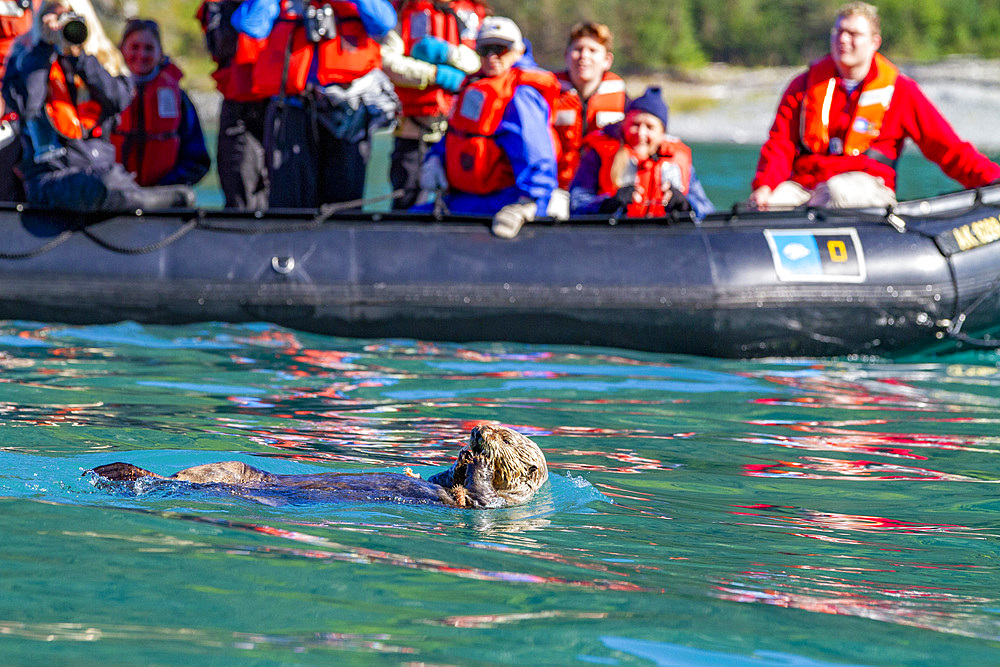 Guests from the Lindblad Expeditions ship National Geographic Sea Bird during Zodiac operations near a feeding sea otter in Southeast Alaska, USA.