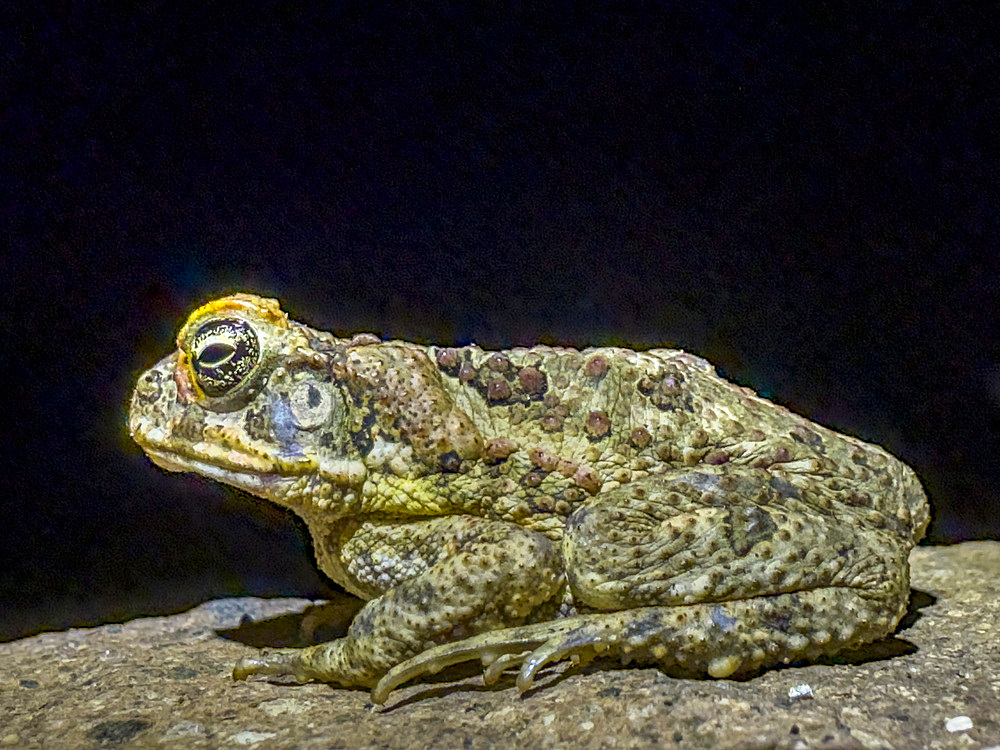 An introduced adult cane toad (Rhinella marina), at night on the Volivoli Resort grounds on Viti Levu, Fiji, South Pacific, Pacific