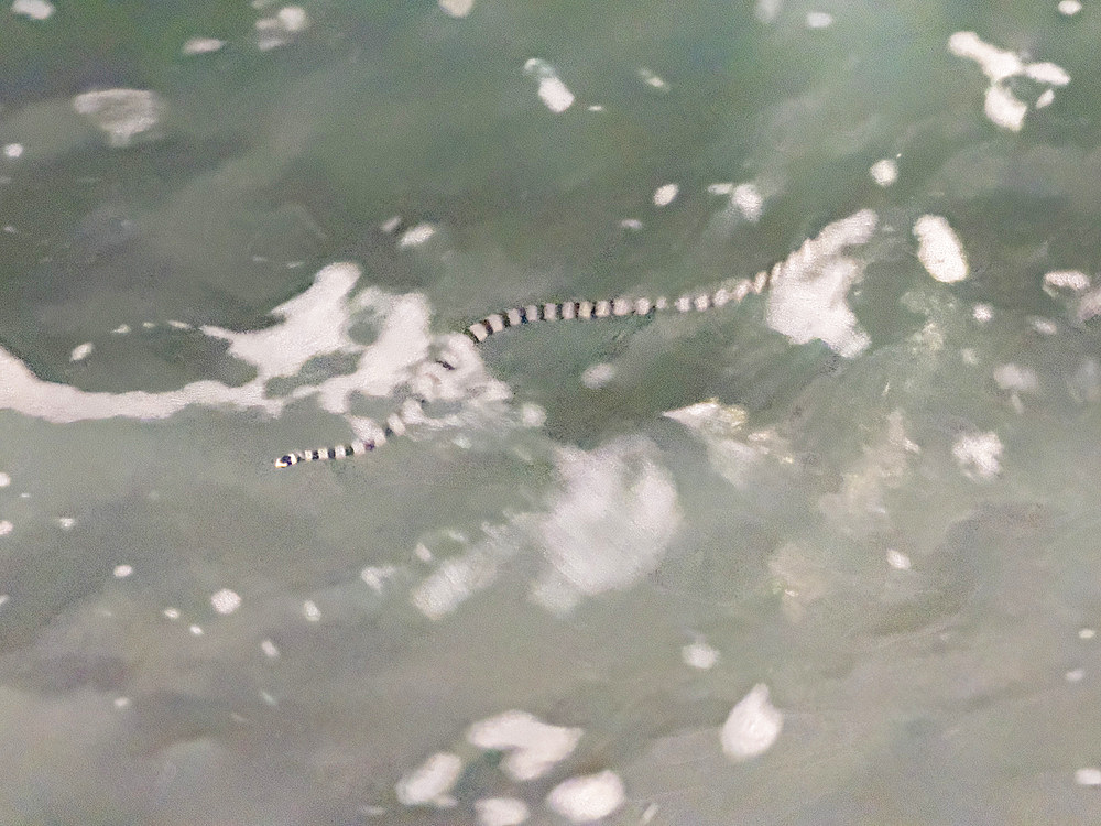 Adult yellow-lipped sea krait (Laticauda colubrina) snake, at night on the Volivoli Resort grounds on Viti Levu, Fiji, South Pacific, Pacific