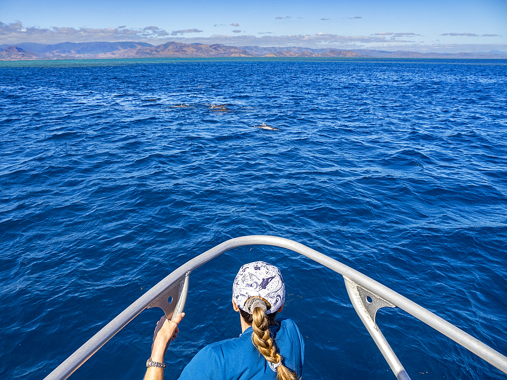 Tourist with spinner dolphin pod (Stenella longirostris), swimming near the Volivoli Resort grounds on Viti Levu, Fiji, South Pacific, Pacific