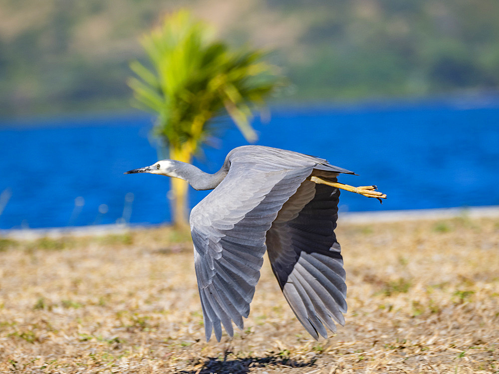 White-faced heron (Egretta novaehollandiae), in flight at the Volivoli Resort grounds on Viti Levu, Fiji, South Pacific, Pacific