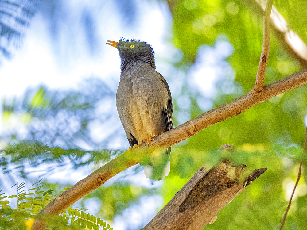 Jungle myna (Acridotheres fuscus), looking for insects at the Volivoli Resort grounds on Viti Levu, Fiji, South Pacific, Pacific