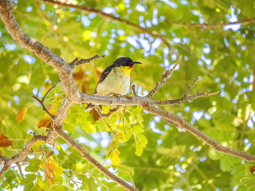 Orange-breasted myzomela (Myzomela jugularis), looking for insects at the Volivoli Resort grounds on Viti Levu, Fiji, South Pacific, Pacific