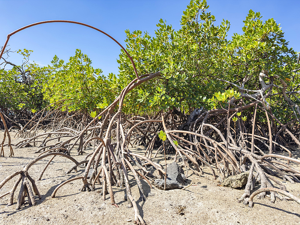 Red mangrove plants (Rhizophora mangle), at low tide near the Volivoli Resort grounds on Viti Levu, Fiji, South Pacific, Pacific