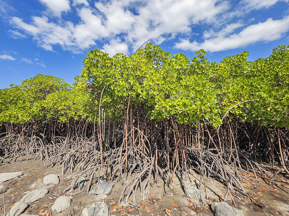 Red mangrove plants (Rhizophora mangle), at low tide near the Volivoli Resort grounds on Viti Levu, Fiji, South Pacific, Pacific