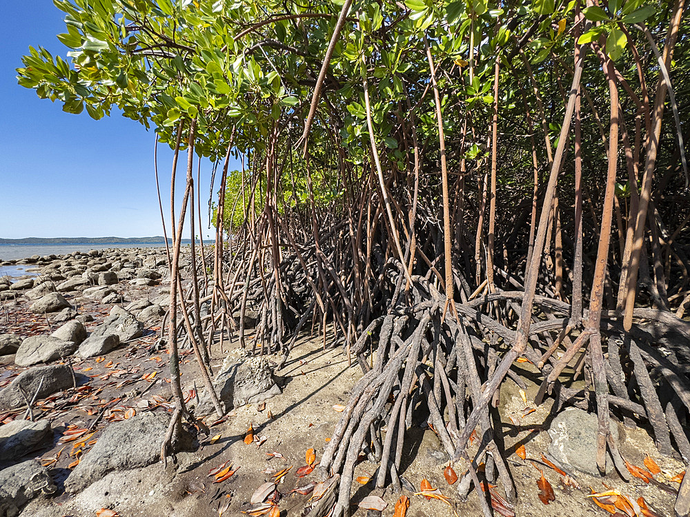 Red mangrove plants (Rhizophora mangle), at low tide near the Volivoli Resort grounds on Viti Levu, Fiji, South Pacific, Pacific