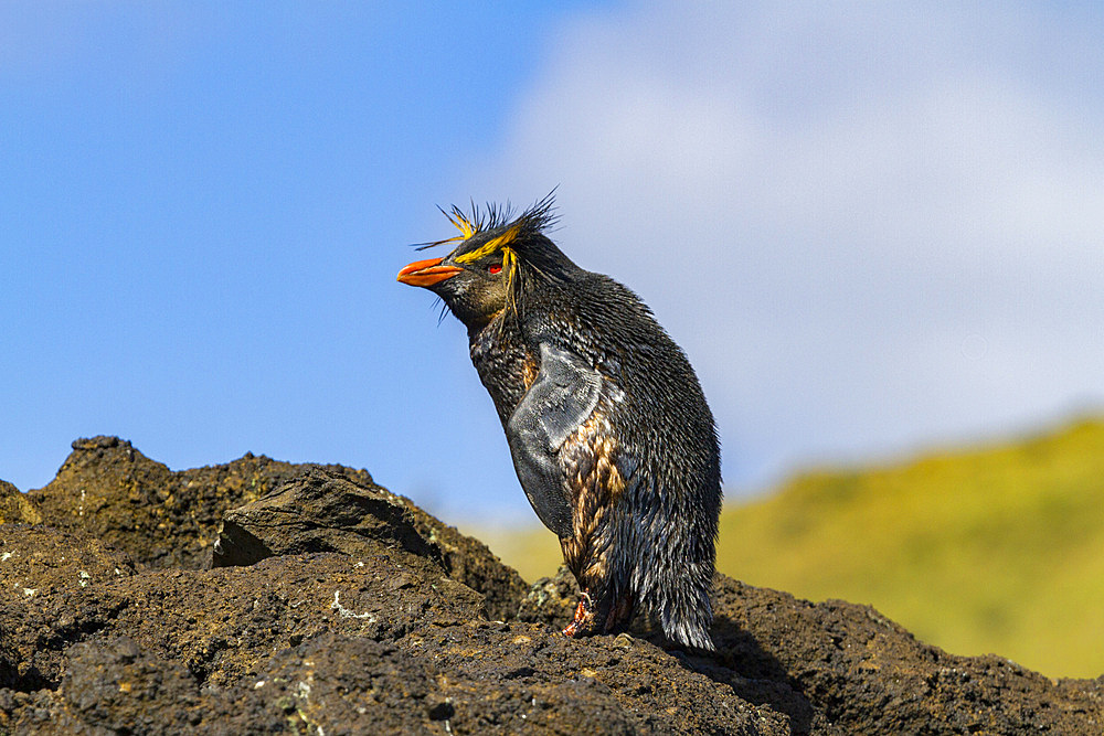 Northern rockhopper penguin (Eudyptes moseleyi) covered in spilled oil from the wreck of the MS Oliva, Nightingale island, Tristan da Cunha Group, South Atlantic Ocean