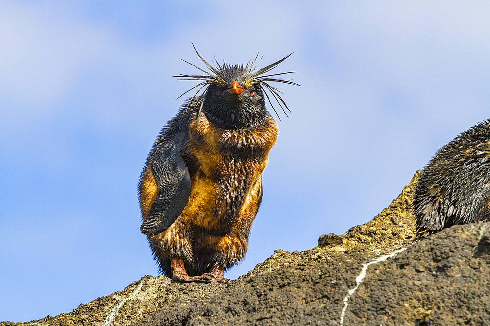 Northern rockhopper penguin (Eudyptes moseleyi) covered in spilled oil from the wreck of the MS Oliva, Nightingale island, Tristan da Cunha Group, South Atlantic Ocean