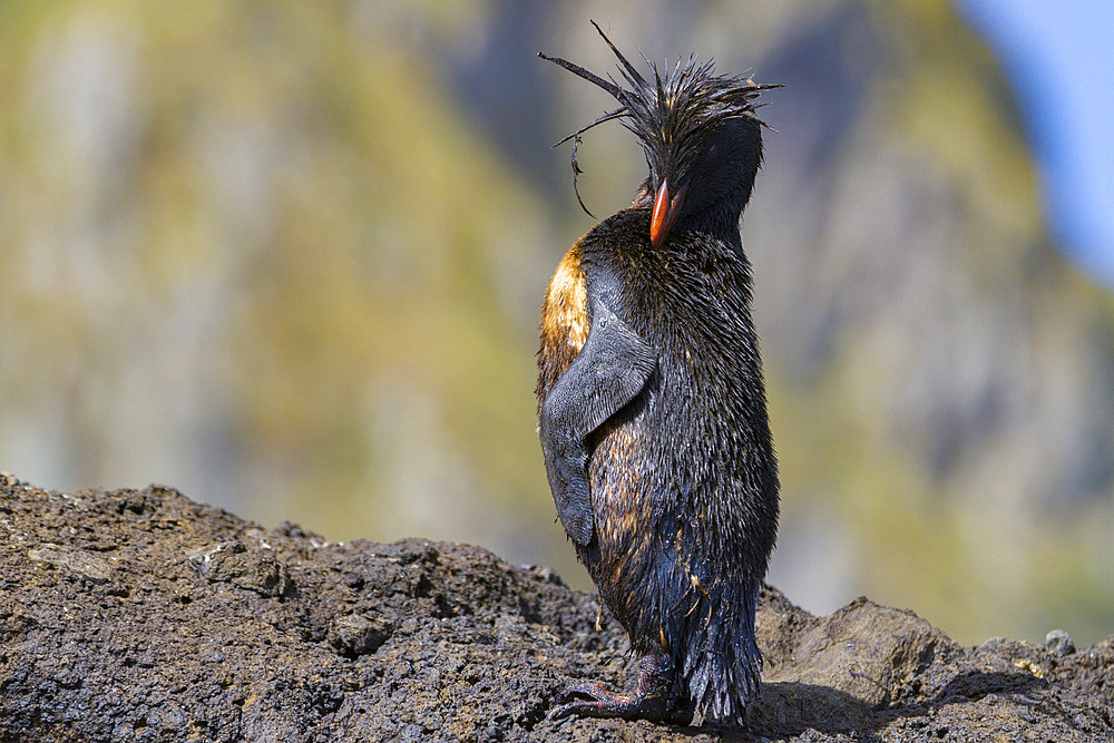 Northern rockhopper penguin (Eudyptes moseleyi) covered in spilled oil from the wreck of the MS Oliva, Nightingale island, Tristan da Cunha Group, South Atlantic Ocean