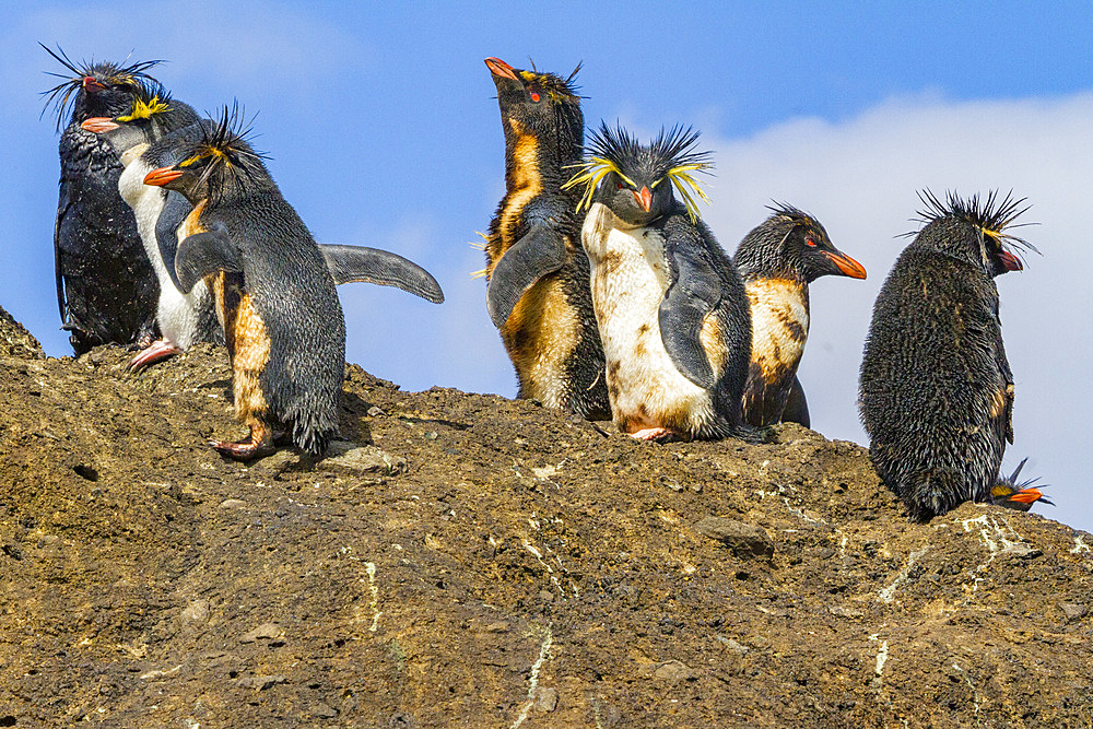 Northern rockhopper penguins (Eudyptes moseleyi) covered in spilled oil from the wreck of the MS Oliva, Nightingale island, Tristan da Cunha Group, South Atlantic Ocean