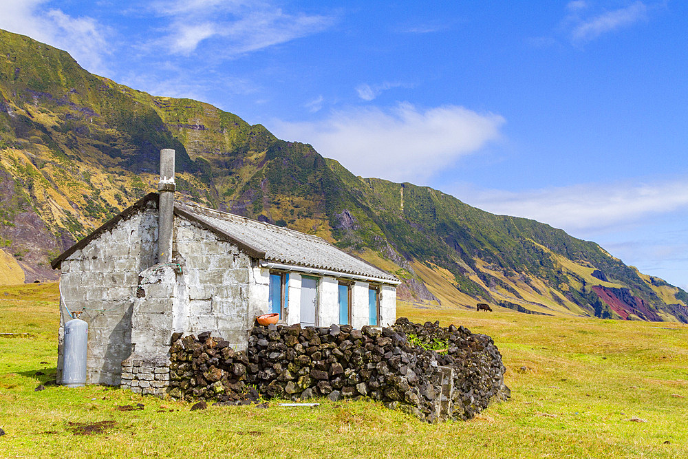 View of the potato patch on Tristan da Cunha, the most remote inhabited location on Earth, Tristan da Cunha, South Atlantic Ocean